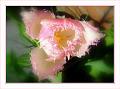 © Bloemen en planten 14 